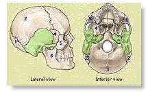 головной мозг человека